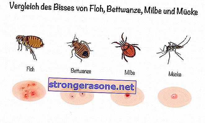 Comparação das picadas de pulga, percevejo, ácaro e mosquito