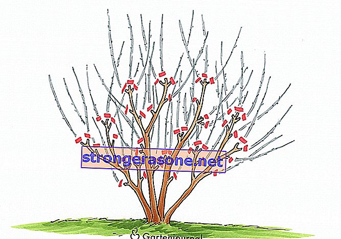 Mandlipuude kasvatamine