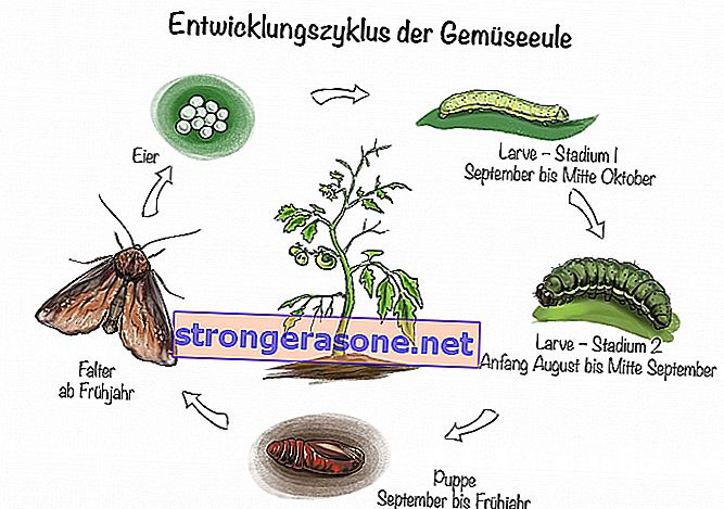 Κύκλος ανάπτυξης της φυτικής κουκουβάγιας