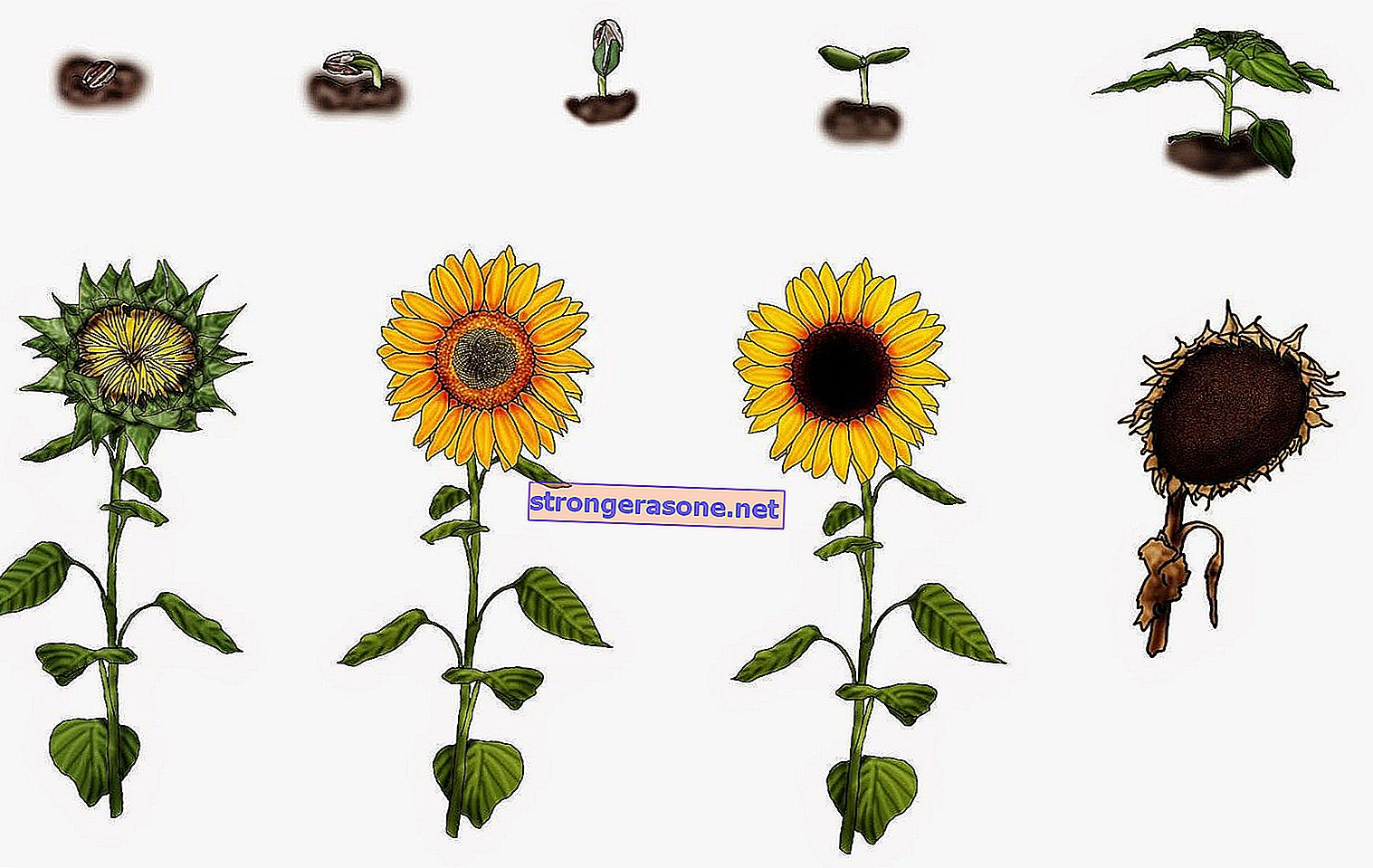 rădăcini de floarea soarelui pentru prostatita gimnastica pentru prostatita cronica