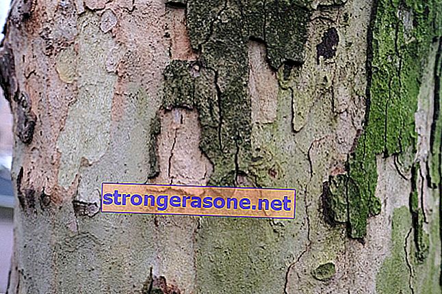 scoarța de copac din prostatită)