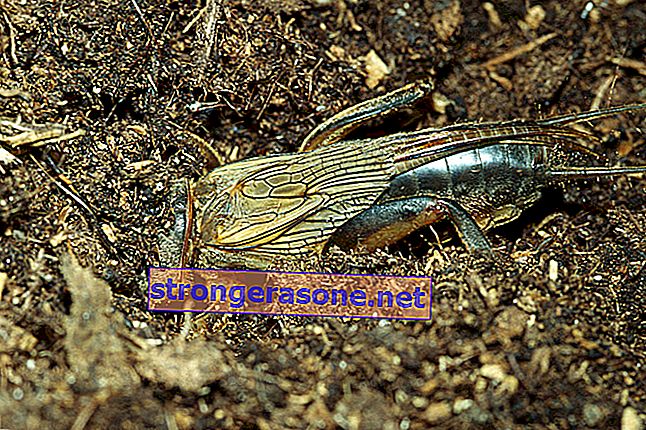 muldvarp cricket