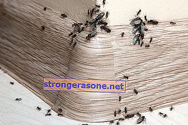 skruzdėlės namuose