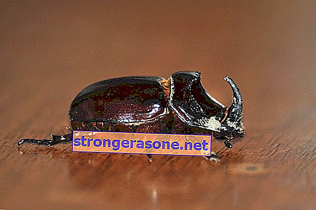 gran escarabajo negro