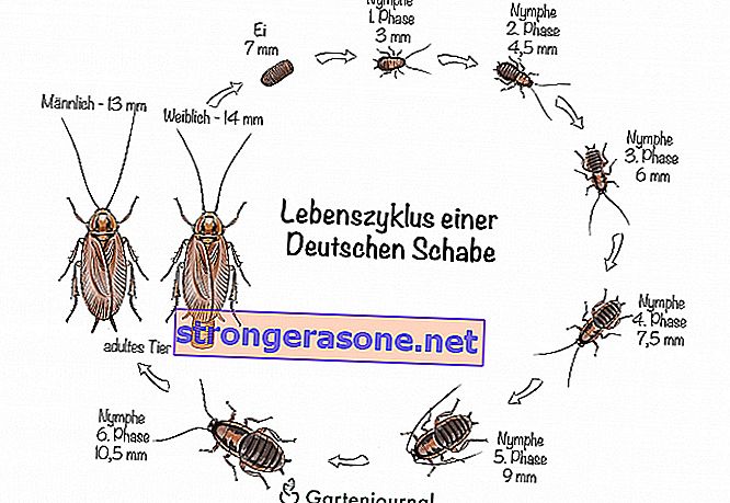 Livscyklus for en tysk kakerlak