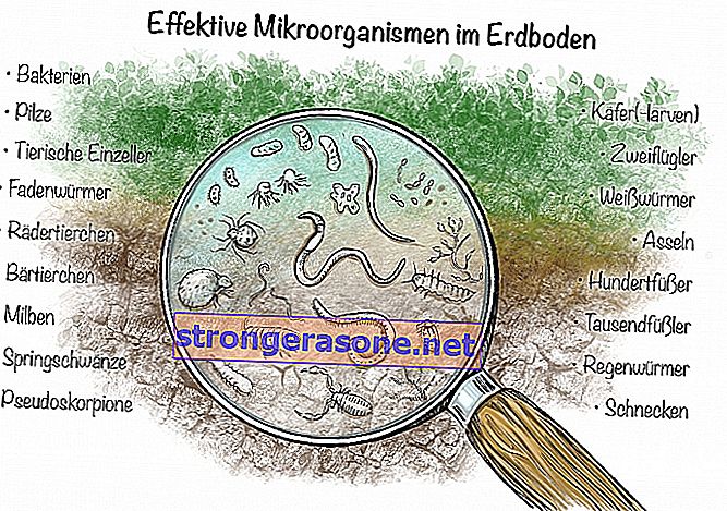 Microorganismos efectivos en el suelo.